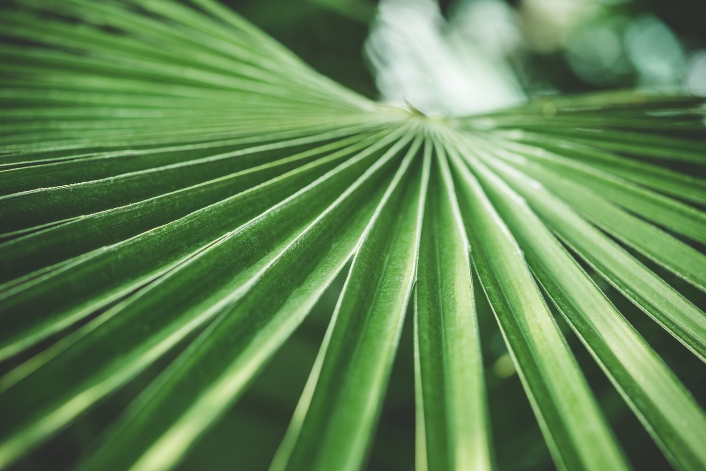 Close-up of green tropical leaf — sustainability in business